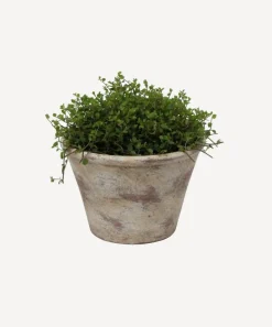 Providence Plant Pot Medium